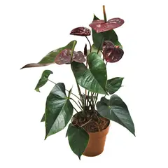 SIETE COLINAS - Anturio Chocolate - Anthurium Andraenum De Interior Diámetro 14 Cm