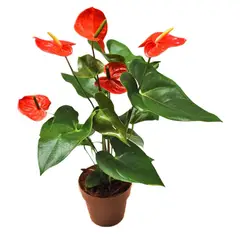 SIETE COLINAS - Anturio Naranja - Anthurium Andraenum De Interior Diámetro 14 Cm