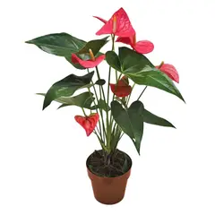 SIETE COLINAS - Anturio Rosado - Anthurium Andraenum De Interior Diámetro 14 Cm