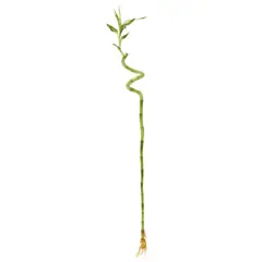 DISTRI ABC - Bambú Espiral De 60 Cm - Dracaena Sanderiana De Interior