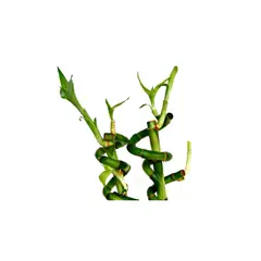 DISTRI ABC - Bambú De La Suerte Trenzas De 30 Cm - Dracaena De Interior