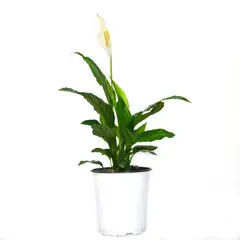 JARDINEROS - Garza Blanca - Spathiphyllum Wallisii De Interior Diámetro 20 Cm