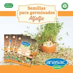 ANASAC - Semillas Germinados de Alfalfa x4 Gramos