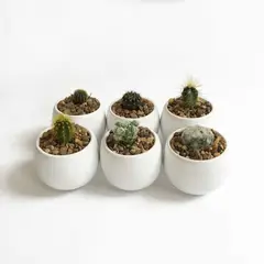 VIVO BOREAL - Combo 6 Cactus Mini - Cactaceaes De Interior Diámetro 5 Cm