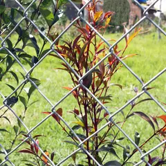 COLMALLAS - Malla Eslabonada 1.8 X 10 metros, metal 2.1/4 X 2.1/4-Pulg 2.5mm