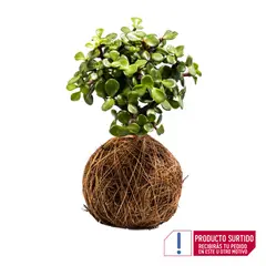 undefined - Bonsai Mini Kokedama - Arbutus Unedo De Interior
