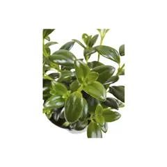 CALYX - Follaje Mini Kikedama - Polyscias Fruticosa Elegans De Interior Diámetro 10 Cm