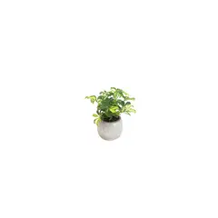 CALYX PLANTAS EXOTICAS - Follaje Mini - Polyscias Fruticosa Elegans De Interior Diámetro 12 Cm