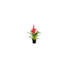 CALYX PLANTAS EXOTICAS - Bromelias Pequeñas - Bromelia De Interior Diámetro 15 Cm Calyx