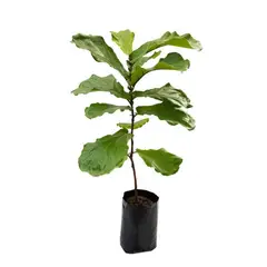 TIERRANEGRA - Hoja De Violín - Ficus Lyrata De Interior Diámetro 18 Cm