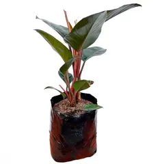 TIERRANEGRA - Filodendro Congo Morado - Philodendro Longifolio De Exterior
