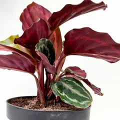 TIERRANEGRA - Calathea Surtida - Calathea De Interior