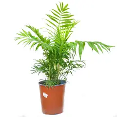 JARDINEROS - Palma Bella - Chamaedorea De Interior Diámetro 20 Cm