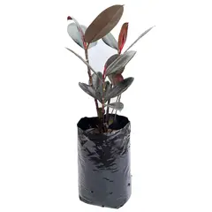 TIERRANEGRA - Árbol De Caucho - Ficus Elástico De Interior/Exterior