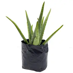 TIERRANEGRA - Sabila - Aloe Vera De Interior/Exterior