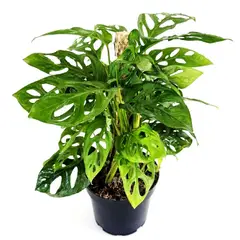 SIN MARCA - Hoja Rota o Swiss Cheese Plant M14 Planta Interior ( Monstera adansonii)