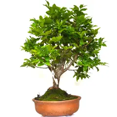 JARDINEROS - Bonsai Jaboticaba - Plinia Cauliflora De Interior Diámetro 22 Cm