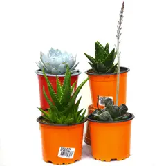 JARDINEROS - Suculenta - Crassulaceas De Interior Diámetro 9 Cm