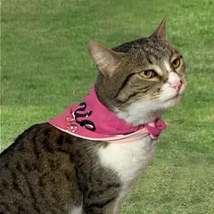 MINNIE - Pañoleta Mascotas Rosado L-xl