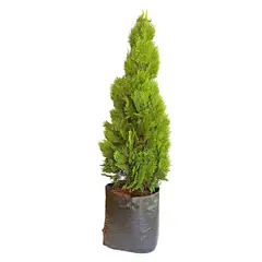 DECORPLANTAS - Pino Semidorado M-30
