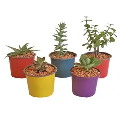 DECORPLANTAS - Suculenta Color M-10