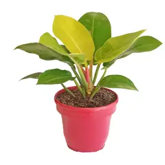 DECORPLANTAS - Philodendro Moonlight Excelsior M-20