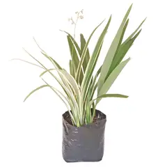 DECORPLANTAS - Lino Enano M-20