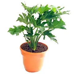 DECORPLANTAS - Philodendro Sellum Excelsior M-20