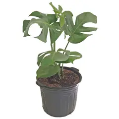 DECORPLANTAS - Monstera Deliciosa Balazo Excelsior M-30