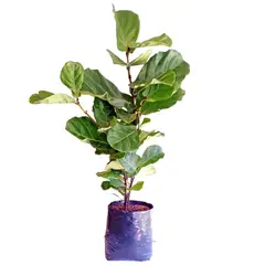 DECORPLANTAS - Ficus Pandurata M-30