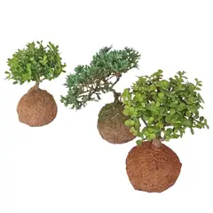 DECORPLANTAS - Koquedama Mini