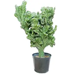 DECORPLANTAS - Cactus Excélsior M-20