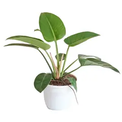 DECORPLANTAS - Philodendro Green Princes Excelsior M-20