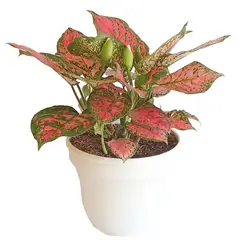 DECORPLANTAS - Aglonema Valentina Excelsior M-20