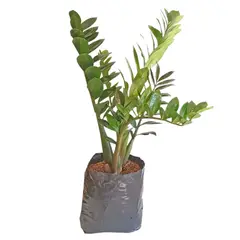 DECORPLANTAS - Zamioculca Africana Excelsior M-20