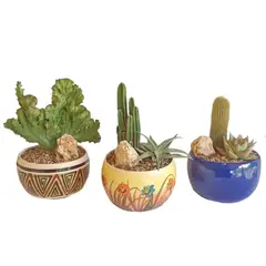 DECORPLANTAS - Minijardín Ban 1 Luxury