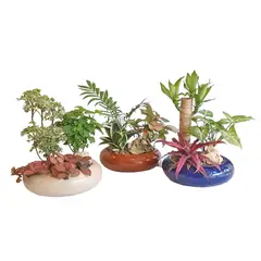 DECORPLANTAS - Minijardin Ban 2 Luxury