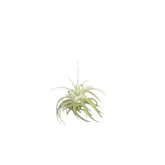 CALYX PLANTAS EXOTICAS - Tillandsia Colgante