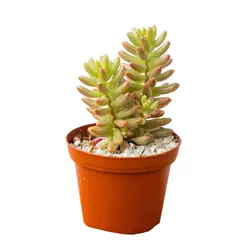 TIERRANEGRA - Suculenta Variada Interior Diámetro 5cm