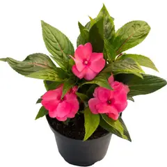 TIERRANEGRA - Besito Surtido P14