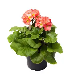 TIERRANEGRA - Primavera Surtida P14