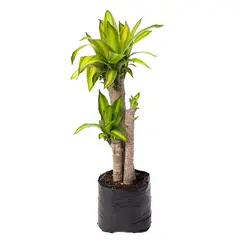 TIERRANEGRA - Dracena Massageana P14