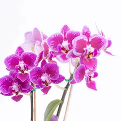 TIERRANEGRA - Combo Orquídea Mini x 3 Unidades