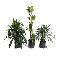 TIERRANEGRA - Combo Dracena x 3 Unidades (warneke + Massangeana + Janet Creig)