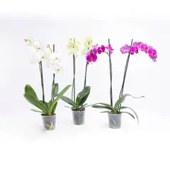 TIERRANEGRA - Combo Orquídea Premium x 3 Unidades