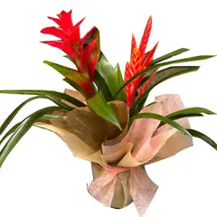 CALYX - DOS BROMELIAS CON MATERA