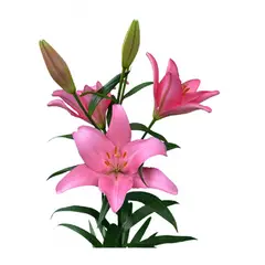 FLORIA EXPRESS - 10 Lirios Fucsias En Paquete