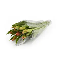 FLORIA EXPRESS - Tulipanes Naranjas x 10 Tallos El Paquete