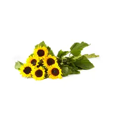 FLORIA EXPRESS - Paquete de Girasoles x 6