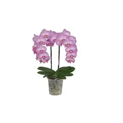 FLORIA EXPRESS - Orquídea 2 Varas de Mama